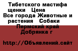  Тибетского мастифа щенки › Цена ­ 10 000 - Все города Животные и растения » Собаки   . Пермский край,Добрянка г.